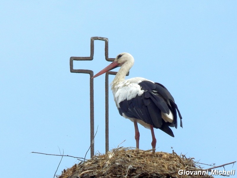 La cicogna fedele...